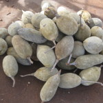 Boabab Seeds